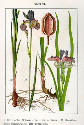 Iris graminea L.
