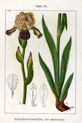 Iris sambucina L.