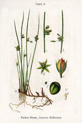 Giunco filiforme