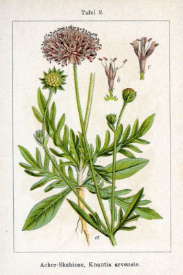 Knautia arvensis,
Acker - Witwenblume,
Ambretta comune,
bluebuttons,
erva-dos-prados,
escabiosa,
field scabiosa,
field-scabious,
gypsy's-rose,
knautie des champs,
scabieuse des champs,
Scabiosa