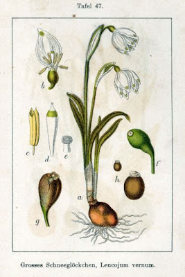Leucojum vernum L.