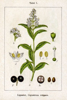 European privet