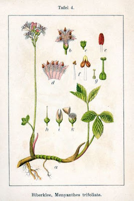 Bog-bean Bog-bean