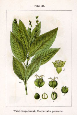 Dog's mercury Dog's mercury