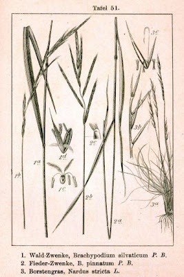 Nardus stricta,
Cervino,
matgrass,
Moor Mat Grass,
moor matgrass,
nard grass