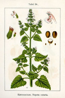Field balm