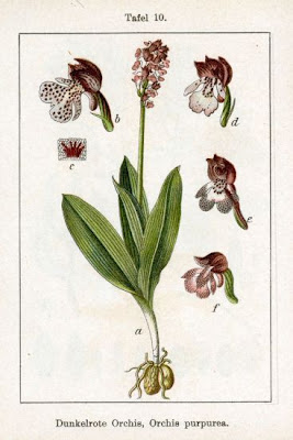 Lady Orchid Lady Orchid