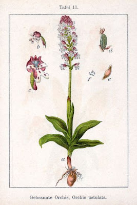 Dwarf Orchid Dwarf Orchid