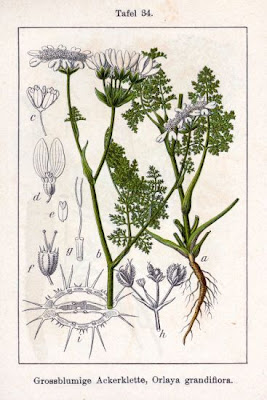 Lappola bianca