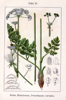Imperatoria cervaria