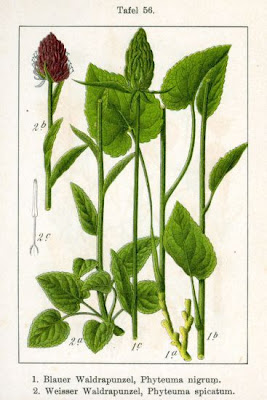 Phyteuma spicatum L.