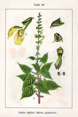 Salvia glutinosa L.