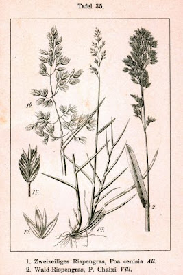 Fienarola del Moncenisio