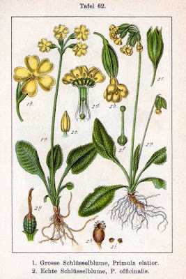 Paigles