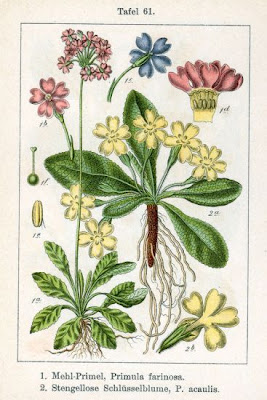 Bird-eye primrose Bird-eye primrose