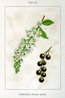 Pado