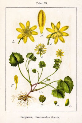 Ranunculus ficaria,
celedonia mayor,
erva-hemorroidal,
ficaire,
ficaire fausse renoncule,
fig buttercup,
lesser celandine,
pilewort,
Ranuncolo favagello,
Ranuncolo favagello maggiore,
renoncule ficaire,
Scharbockskraut