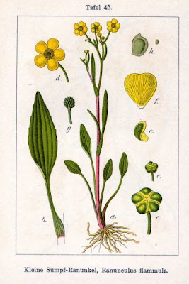 Ivy Leaved Crowfoot