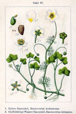 Ivy Leaved Crowfoot