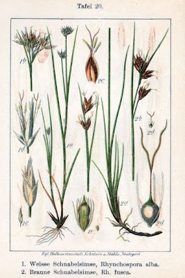 Rhynchospora alba (L.) Vahl