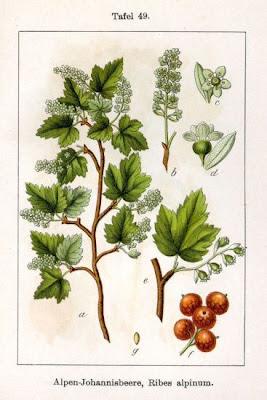 Alpine currant Alpine currant