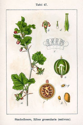 European gooseberry