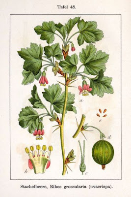 European gooseberry
