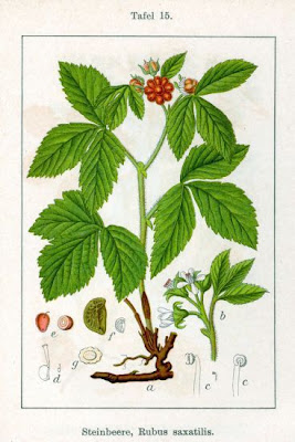 Greenland thornless blackberry Greenland thornless blackberry
