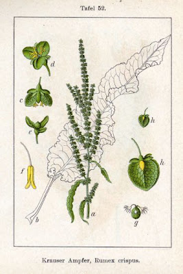 Acedera crispada Acedera crispada