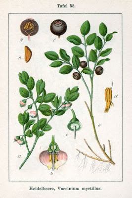 Vaccinium myrtillus,
aojiku-sunoki,
bilberry,
blaeberry,
dwarf bilberry,
Heidelbeere,
hime-usunoki,
Mirtillo nero,
mirtilo,
myrtille,
myrtle blueberry,
myrtle whortleberry,
uva-do-monte,
whinberry,
whortleberry,
Wineberry