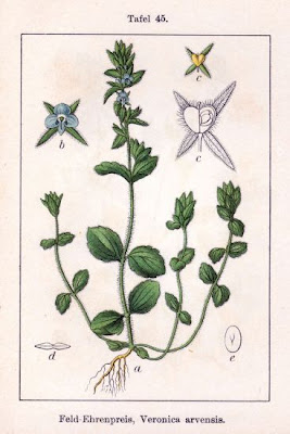 Common speedwell Common speedwell