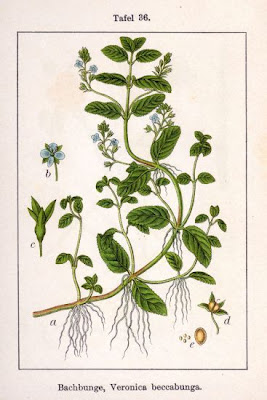 Brooklime Brooklime