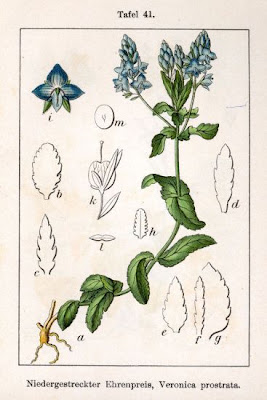 Veronica sdraiata Veronica sdraiata