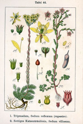 Borracina villosa