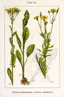 Jacobaea aquatica,
Senecione dei rivi