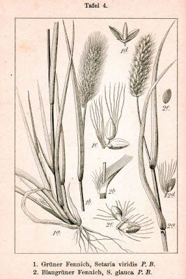 Pigeon grass