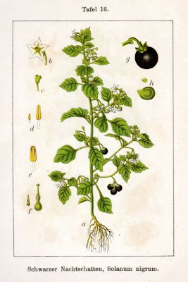 Garden nightshade