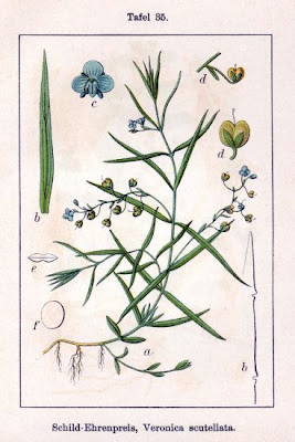 Grassleaf speedwell Grassleaf speedwell