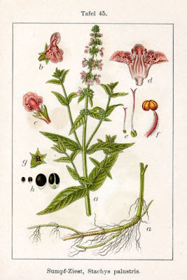 Espiga palustre