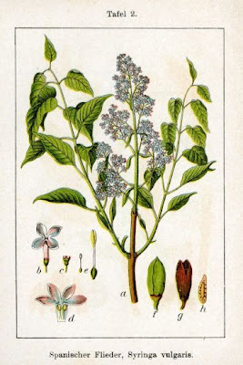 Common lilac Common lilac
