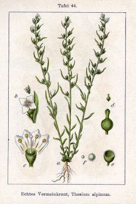 Alpine Bastard Toadflax Alpine Bastard Toadflax