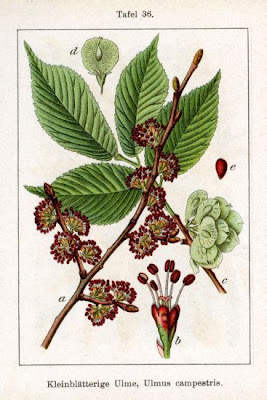 Ulmus campestris