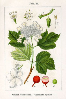 European cranberrybush European cranberrybush