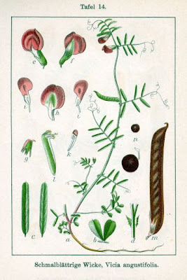Garden vetch Garden vetch