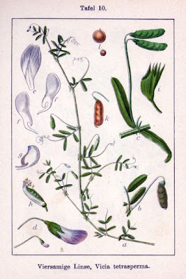 Ervilhaca
