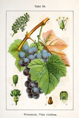 Echter Weinstock