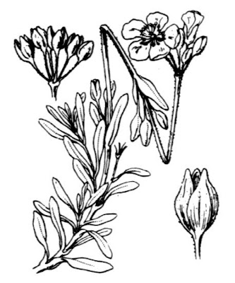 Halimium umbellatum subsp. umbellatum