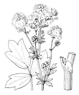 Thalictrum flavum L.