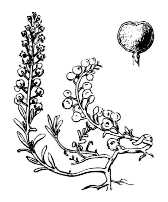 Herbe de la rage