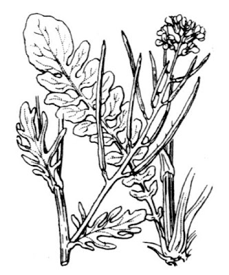 Early winter cress